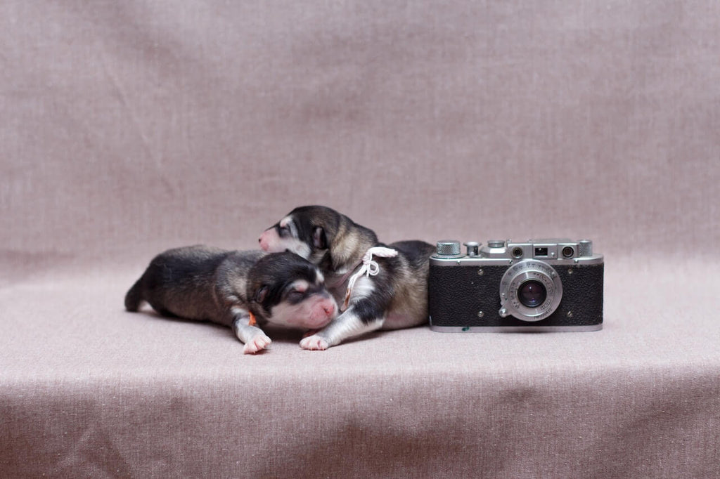 Best Hidden Cameras for Pets to Buy in 2023