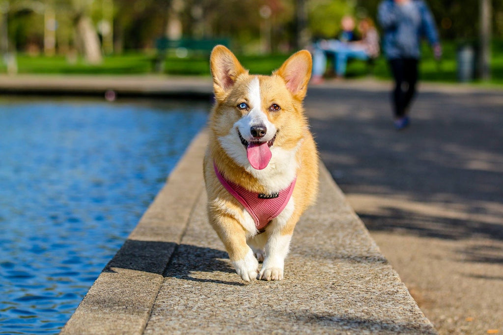 How to keep your pet safe with hidden surveillance